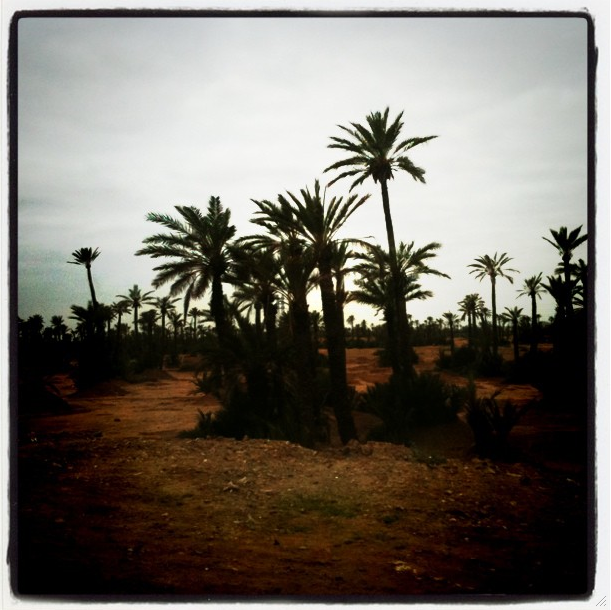 la palmeraie marrakech la palmeraie marrakech