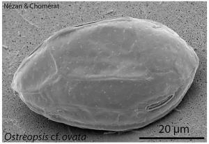 ENVIRONNEMENT: Une micro-algue, Ostreopsis, se fait toxique en Méditerranée – InVS