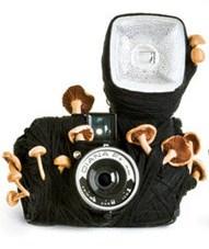 How is your Lomo ? How is your Lomo ?