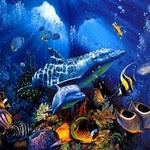 dolphin-blue-underwater-lovely.jpg