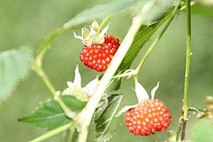 bassin Paradise paradise 15-07-2011 311