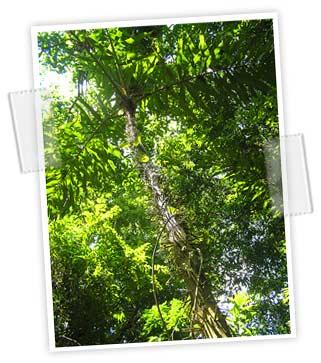 la forêt tropicale amazonienne en danger