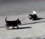 vidéo chien promenade voiture télécommandée