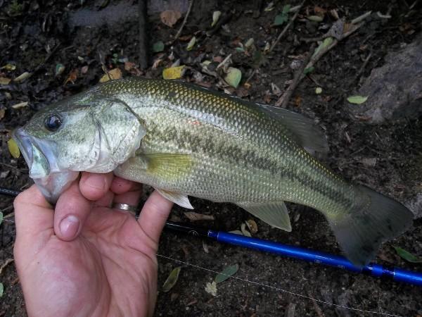 Pour quelques bass de plus (22/07/2011) 22-07-2011(5)