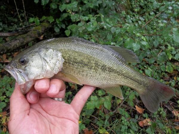 Pour quelques bass de plus (22/07/2011) 22-07-2011(1)