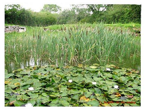 De retour, la souris vous souhaite un bon dimanche le-lac-audry-benuphars-et-joncs.jpg