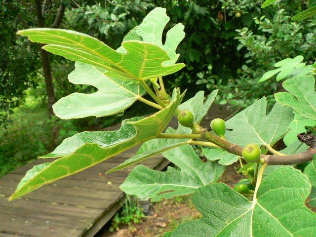 Dr. George Washington Carver Edible Park and the Bountiful City Project