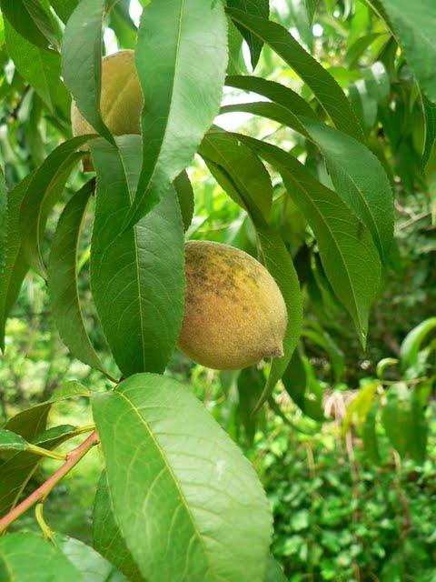 Dr. George Washington Carver Edible Park and the Bountiful City Project