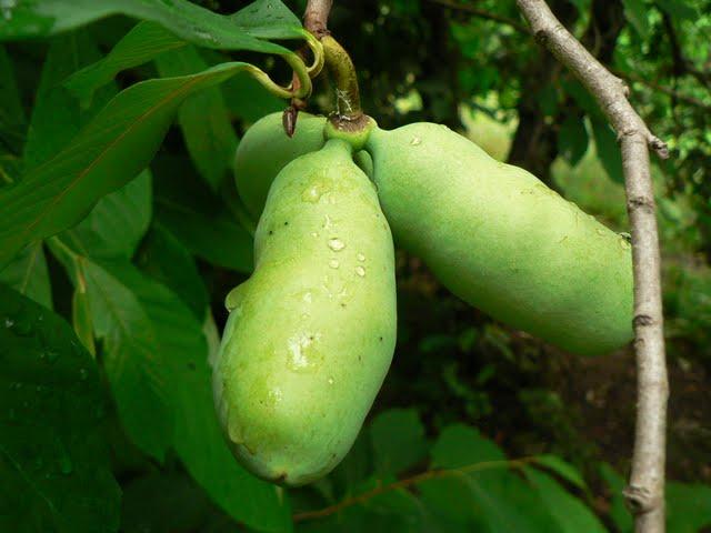 Dr. George Washington Carver Edible Park and the Bountiful City Project