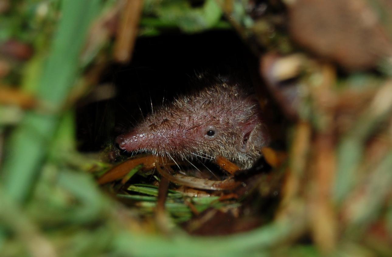 musaraigne-compost Une fausse souris bien utile.