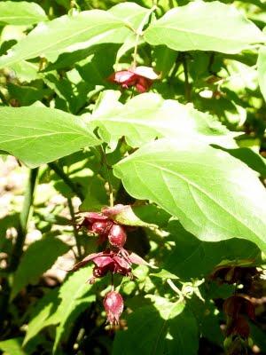 L'un de mes endroits préférés au jardin, c'est le