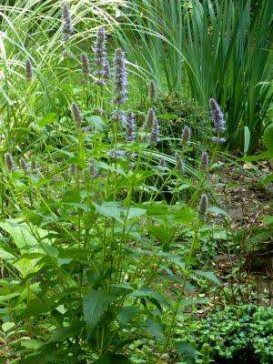 L'un de mes endroits préférés au jardin, c'est le