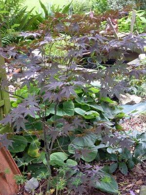 L'un de mes endroits préférés au jardin, c'est le