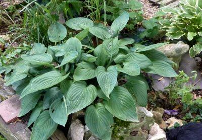 L'un de mes endroits préférés au jardin, c'est le