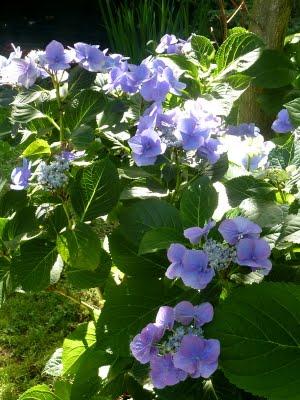 L'un de mes endroits préférés au jardin, c'est le