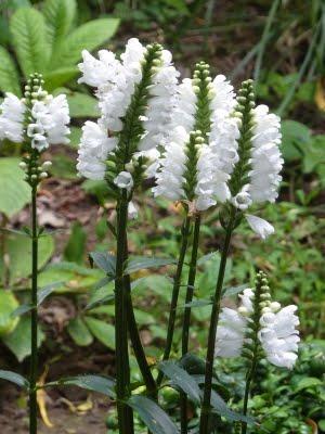 L'un de mes endroits préférés au jardin, c'est le
