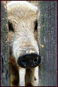 mangalica