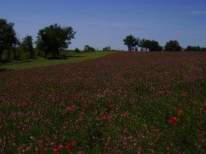 A Manosque avec Giono