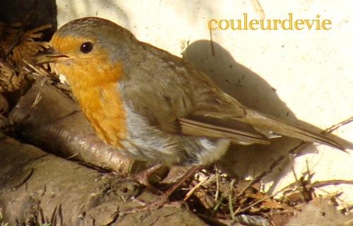 Cake tatin d’abricots Cake tatin d’abricots