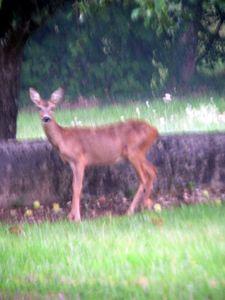 Les biches sont de retour dans le jardin biches 006