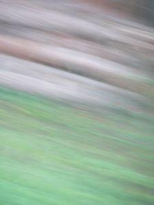 Les biches sont de retour dans le jardin biches 007