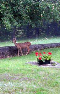 Les biches sont de retour dans le jardin biches 004