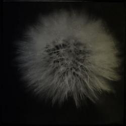 BlackSwan pissenlit.jpg