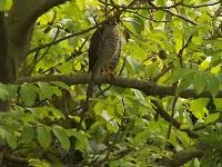 Les oiseaux de mon jardin Les oiseaux de mon jardin