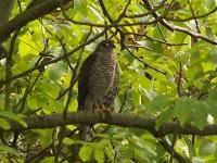Les oiseaux de mon jardin Les oiseaux de mon jardin