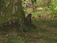 Les oiseaux de mon jardin Les oiseaux de mon jardin