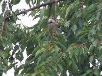Les oiseaux de mon jardin Les oiseaux de mon jardin