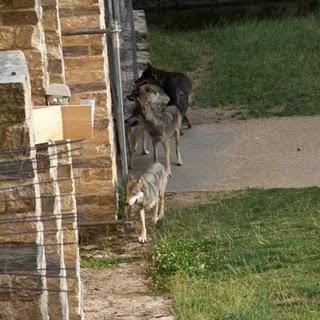 Il y a des tonnes de bonnes raisons d'...Non, je vais arr... Il y a des tonnes de bonnes raisons d'...Non, je vais arr...