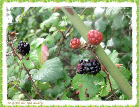 Petits trésors lotois mures noires et rouges 1