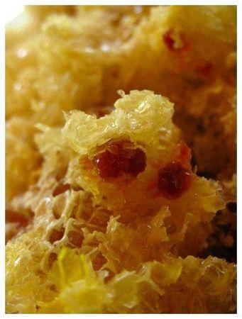 Petits trésors lotois meil et pollen 2011