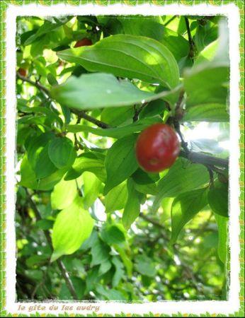 Petits trésors lotois cornouille 1
