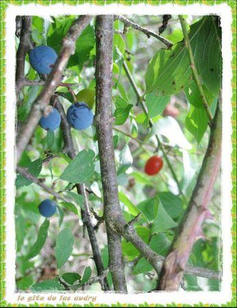 Petits trésors lotois prunelles