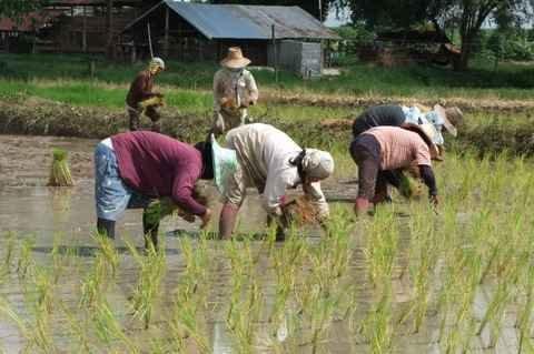 Mardi 26 juillet. Udonthani. Repiquage du riz DSCF9820