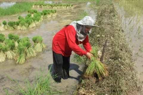 Mardi 26 juillet. Udonthani. Repiquage du riz DSCF9827