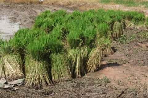 Mardi 26 juillet. Udonthani. Repiquage du riz DSCF9833