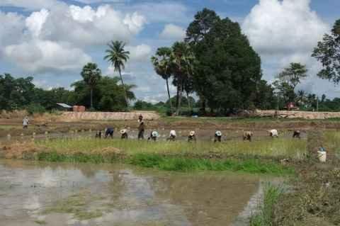 Mardi 26 juillet. Udonthani. Repiquage du riz DSCF9828