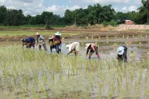 Mardi 26 juillet. Udonthani. Repiquage du riz DSCF9823
