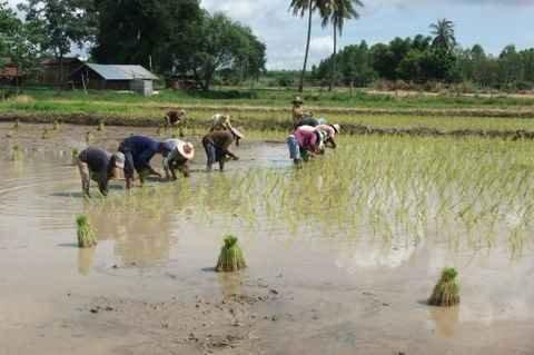 Mardi 26 juillet. Udonthani. Repiquage du riz DSCF9818