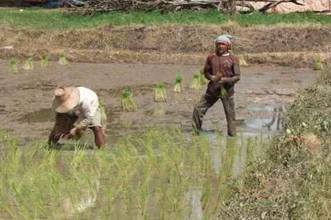 Mardi 26 juillet. Udonthani. Repiquage du riz DSCF9824