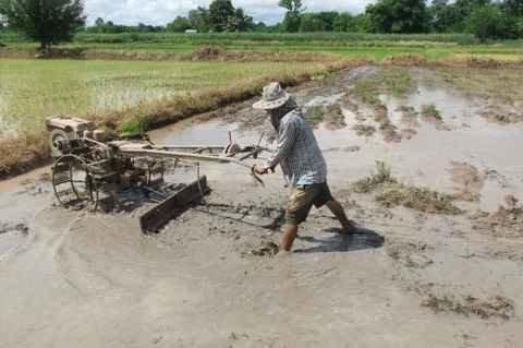 Mardi 26 juillet. Udonthani. Repiquage du riz DSCF9831