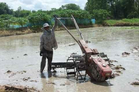 Mardi 26 juillet. Udonthani. Repiquage du riz DSCF9826