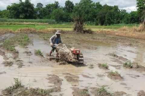 Mardi 26 juillet. Udonthani. Repiquage du riz DSCF9829