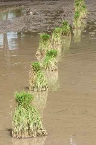 Mardi 26 juillet. Udonthani. Repiquage du riz DSCF9822