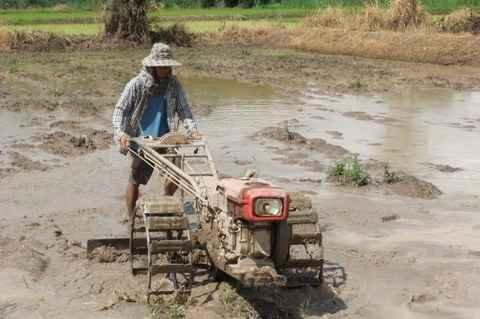 Mardi 26 juillet. Udonthani. Repiquage du riz DSCF9830