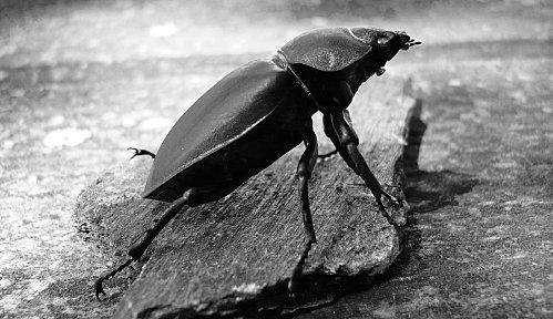 VENONS-EN AUX MAiNS ! Vincent Delhomme scarabéB