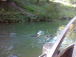 course de canards dans le parc national forestier de sevran canard-canal-ourcq.jpg